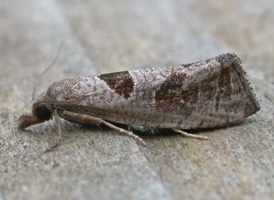 Triangle-backed Eucosma